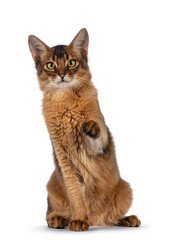 Handsome young ruddy Somali cat, sitting up facing front with one paw playful in air pointing to lens. Isolated on a white background.