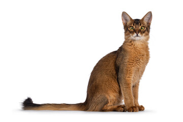 Handsome young ruddy Somali cat, sitting side ways  Looking towards camera. Isolated on a white...