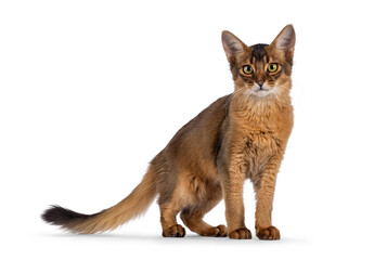Handsome young ruddy Somali cat, standing side ways with tail down  Looking towards camera. Isolated on a white background.