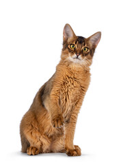 Handsome young ruddy Somali cat, sitting up facing front with one paw playful in air. Isolated on a white background.