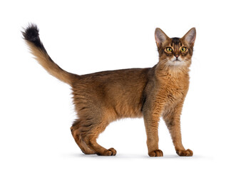 Handsome young ruddy Somali cat, standing side ways with tail up  Looking towards camera. Isolated on a white background.