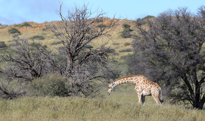 Giraffe in the Kgalagadi