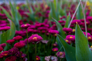A lot of daisy bellis flower.Daisy bellis flowers in summer garden at sunset.Selective focus