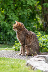 Bangal Katze im Garten
