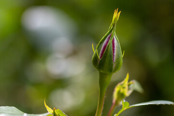 geschlossene Rosenblüte