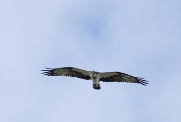 Osprey, Fiskgjuse (Pandion haliaetus)
