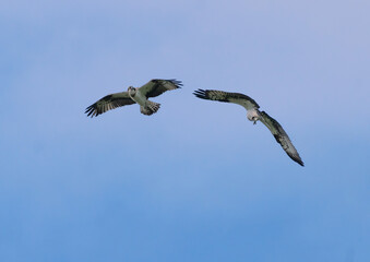 Osprey, Fiskgjuse (Pandion haliaetus)