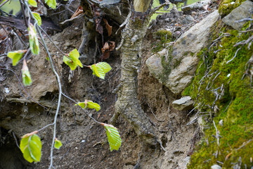 green moss growing on the ground