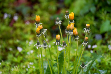 Dandelions in the morning closed after rain
