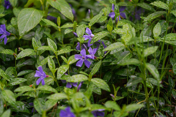 flower in the garden