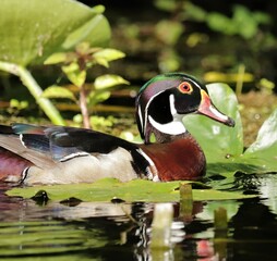Male Wood Duck in all His Glory and rainbow colors