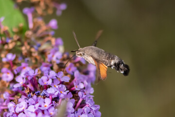 Sphinx colibri