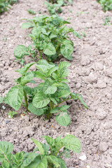 Green leaves of young potatoes on a bed in the garden