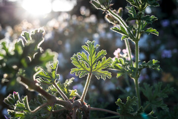 Citronella leaves backlit at sunset