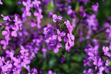 Lunaria annua commonly called silver dollar, dollar plant, moonwort, honesty.