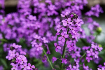 Obraz premium Lunaria annua commonly called silver dollar, dollar plant, moonwort, honesty.