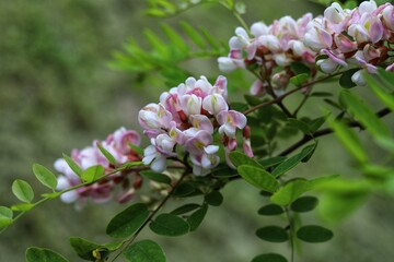 Blooming brush of decorative Robinia viscosa tree. Rose Acacia.