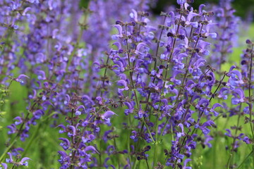 Obraz premium Salvia pratensis. Meadow sage, purple flowers on wild meadow.