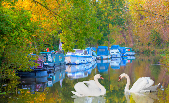 Boats in river under green forest shelter,  autumn forest reflection on water in the background - Stort river in Sawbridgeworth - London, UK