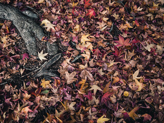 leaves on the ground