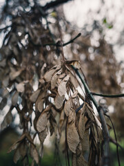 branch with leaves