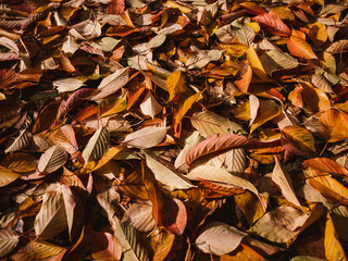 autumn leaves background