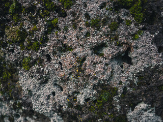 lichen and moss on stone