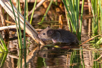 brown rat on the shore of a pond