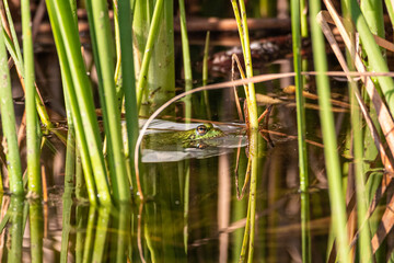 small green frog in a pond