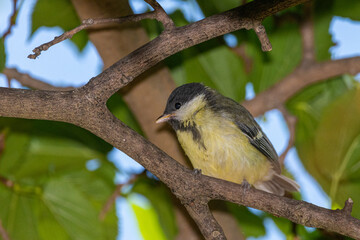 Great Tit perched on a tree branch
