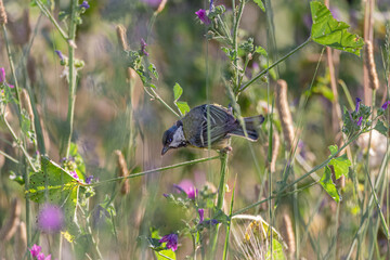 Great Tit perched on a tree branch