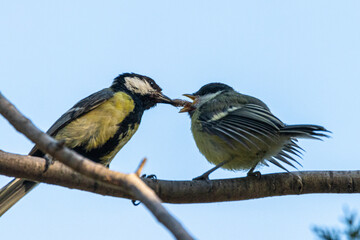 Great tit adult feeding a great tit juvenile © philippe paternolli