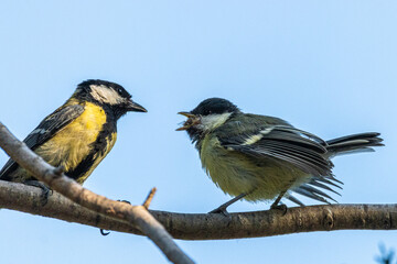 Great tit adult feeding a great tit juvenile