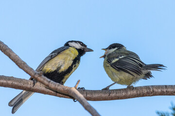 Great tit adult feeding a great tit juvenile