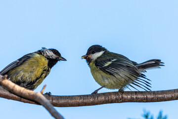 Great tit adult feeding a great tit juvenile