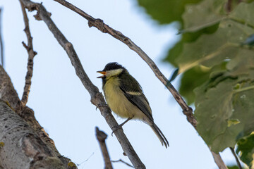Great Tit perched on a tree branch
