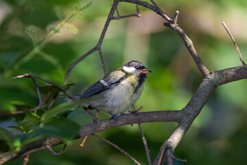 Great Tit perched on a tree branch