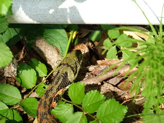 道端に潜むヘビ