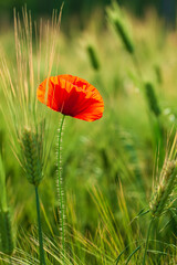 a red poppy in the green barley field