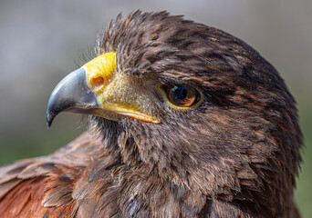 A close-up of an eagle's head