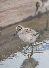 Pied avocet chick foraging in muddy water