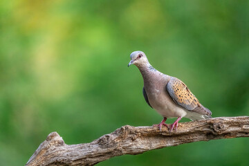 European Turtle Dove (Streptopelia turtur) sitting on the branch