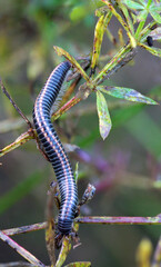 Closeup of full length active striped milipede (Ommatoiulus sabulosus) walking on a plant in autumn, Lithuania