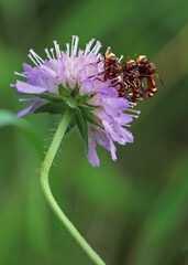 A mating trio of conopid flies - Ferruginous Bee-Grabber, (Sicus ferrugineus) on a purple flower,  Europe