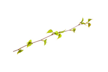 tree branch with young green leaves isolated on white background