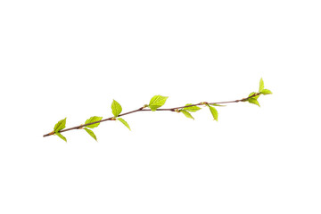 tree branch with young green leaves isolated on white background