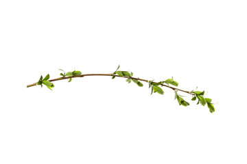 tree branch with young green leaves isolated on white background