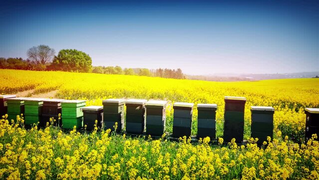 Summer field with beehives at the apiary. Organic honey production, 4K	
