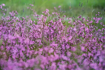 Fototapeta premium Flowering meadow, ragged-robin flowers, lychnis flos-cuculi. Spring flower, selective focus.