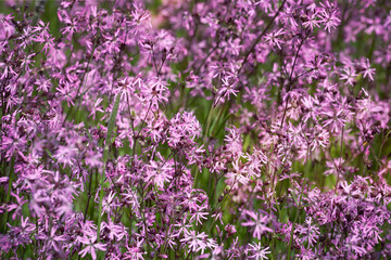 Obraz premium Ragged-robin flowers as background. Flowering meadow, lychnis flos-cuculi. Spring flower.